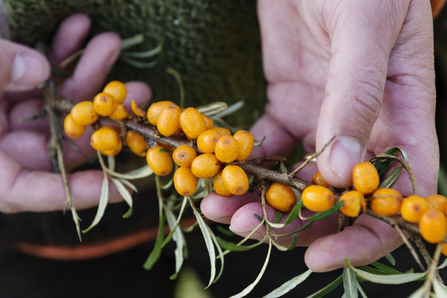 Foraging sea buckthorn in Denmark