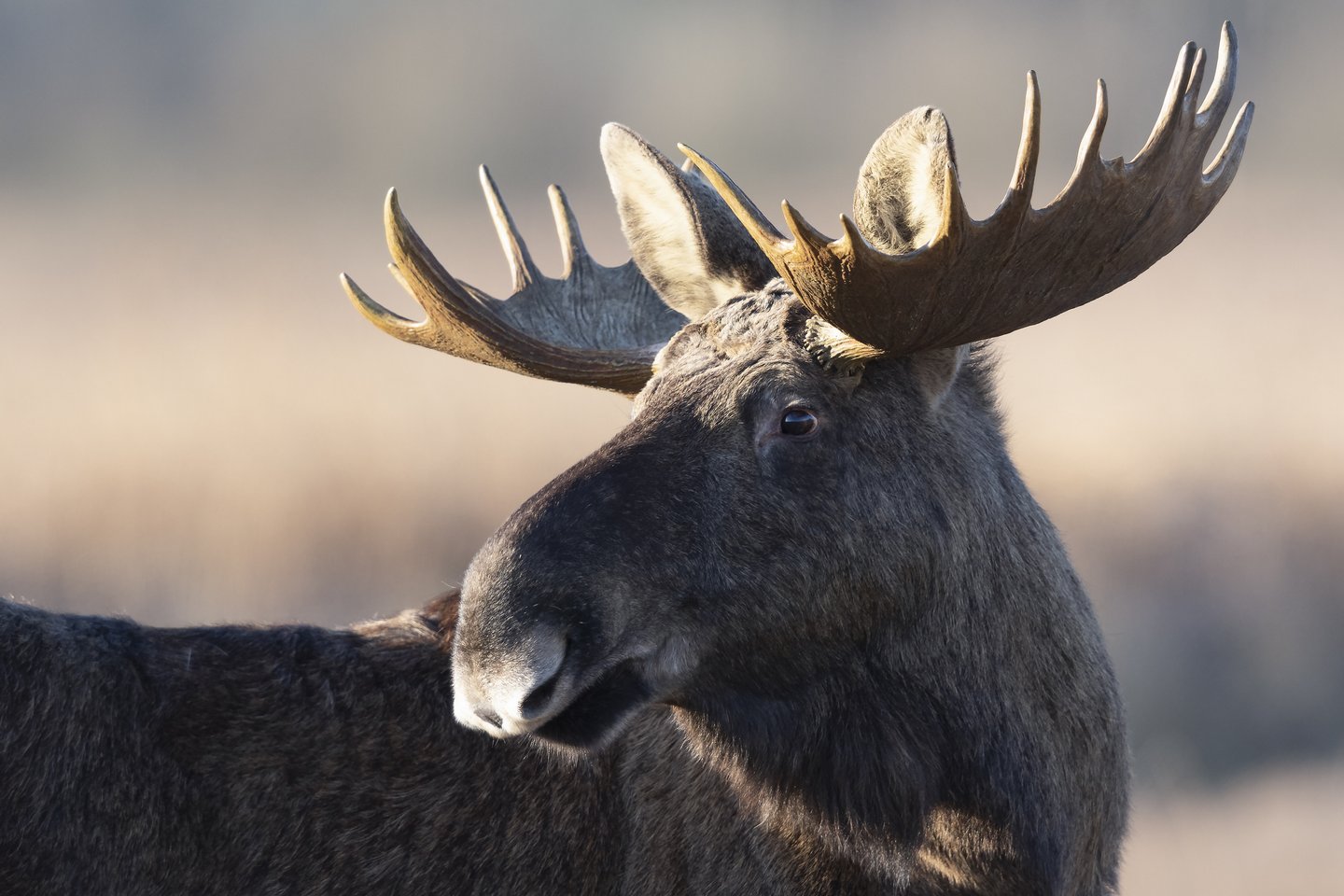 Denemarken vakantie? Ontdek de mooiste natuurbestemmingen