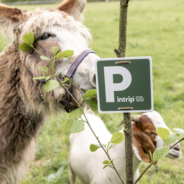 Ein Bild von einem Esel und einer Ziege, die hinter ein Pintrip-Schild stehen