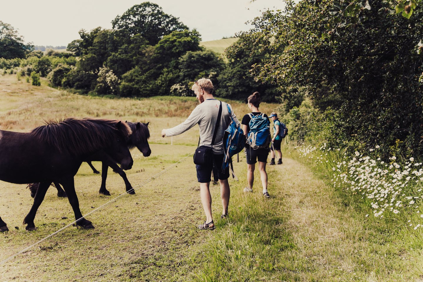Horses during a hiking tour in Lejre, Denmark