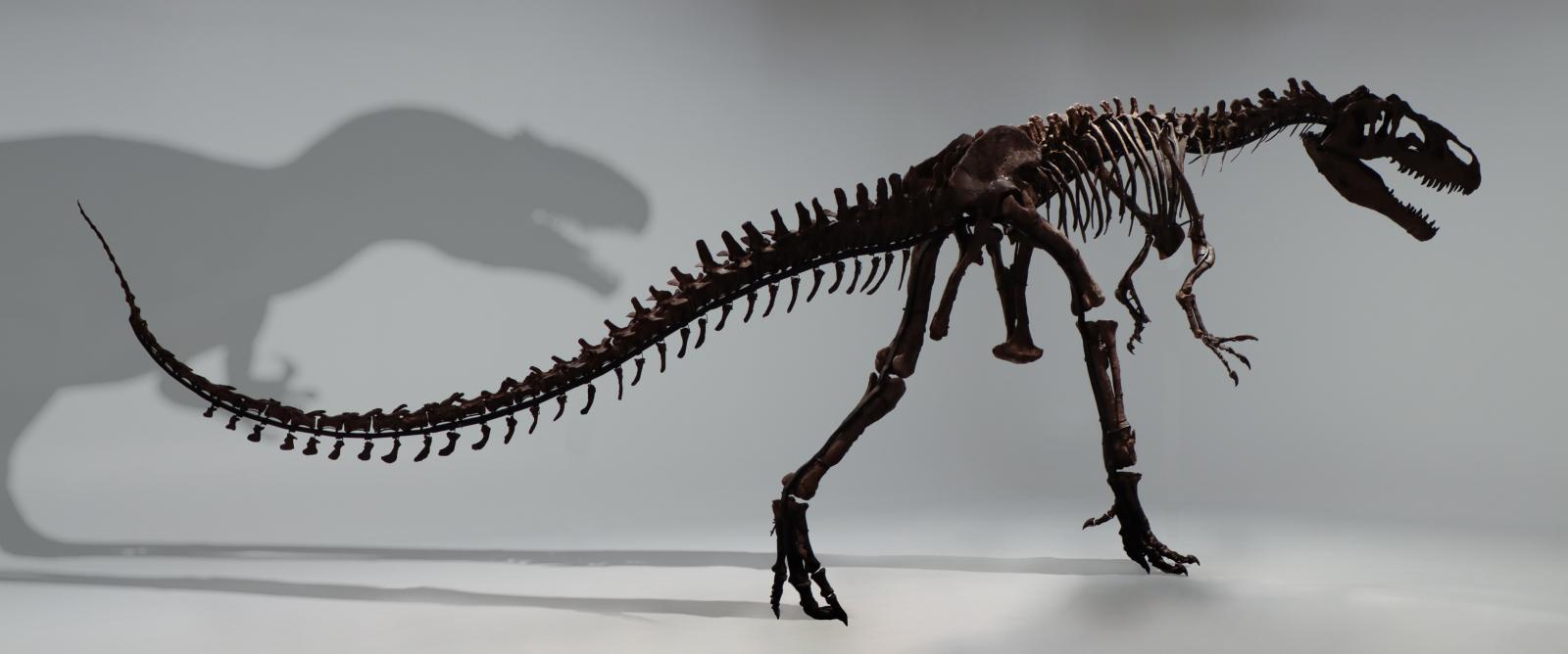 Bild von dem Allosaurus-Skelett Big Joe