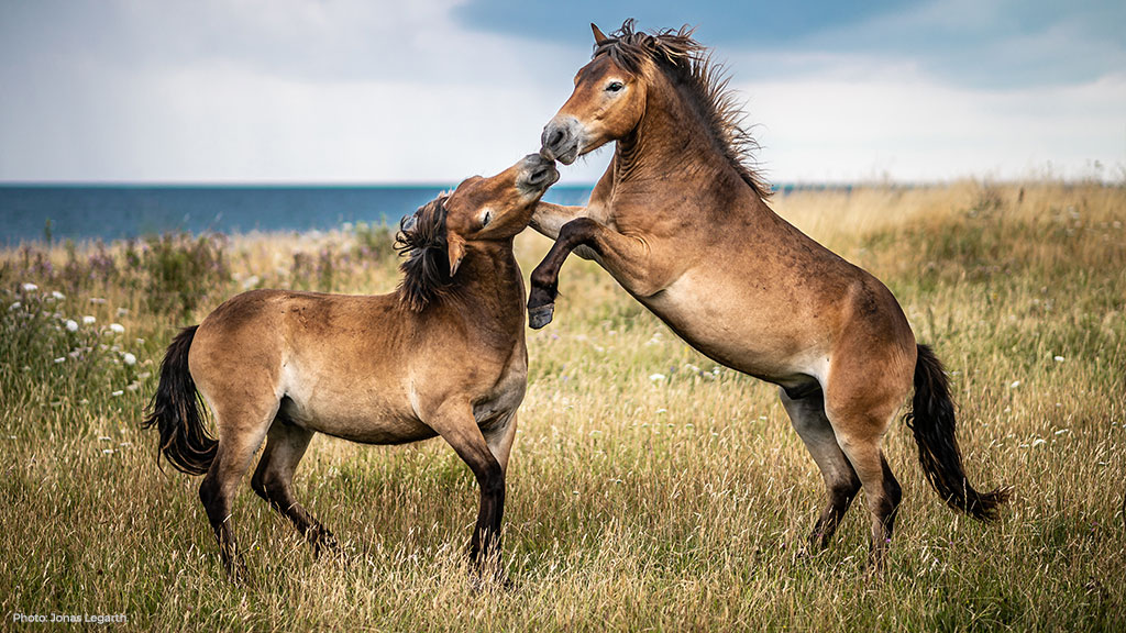 Wild horses on Langeland, Denmark