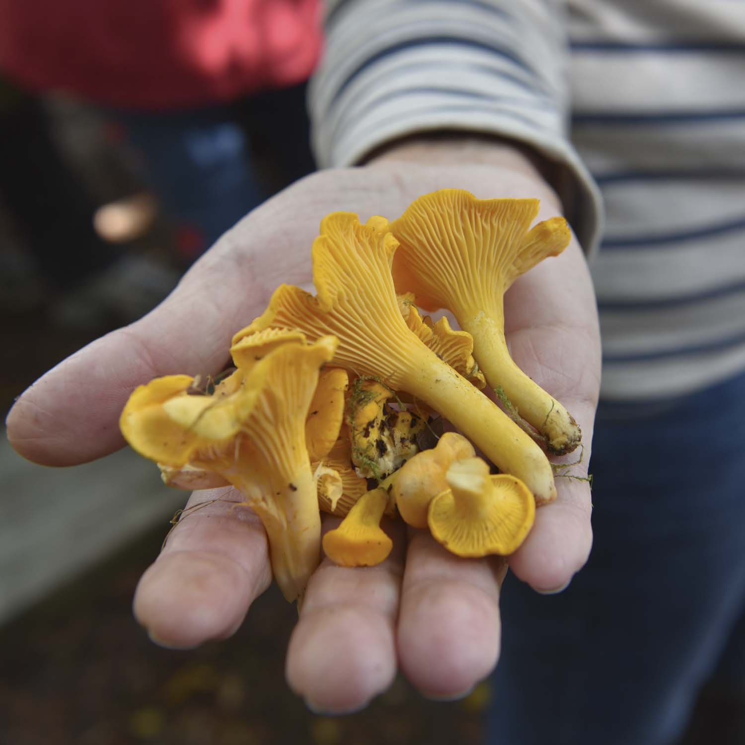 Bild von Pilzen in einer Hand