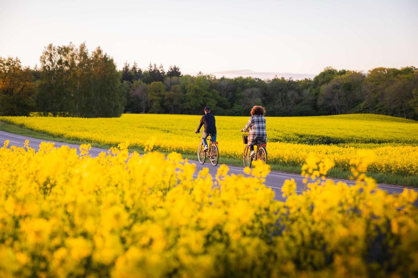 Par sykler langs en rolig vei med blomsterenger på hver side i Fjordlandet, Sjælland, Danmark