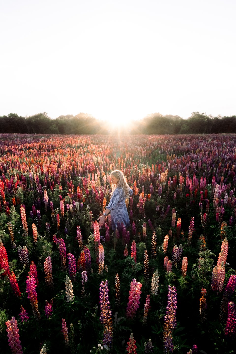 kvinne i blomstereng på nørre lyndelse, fyn