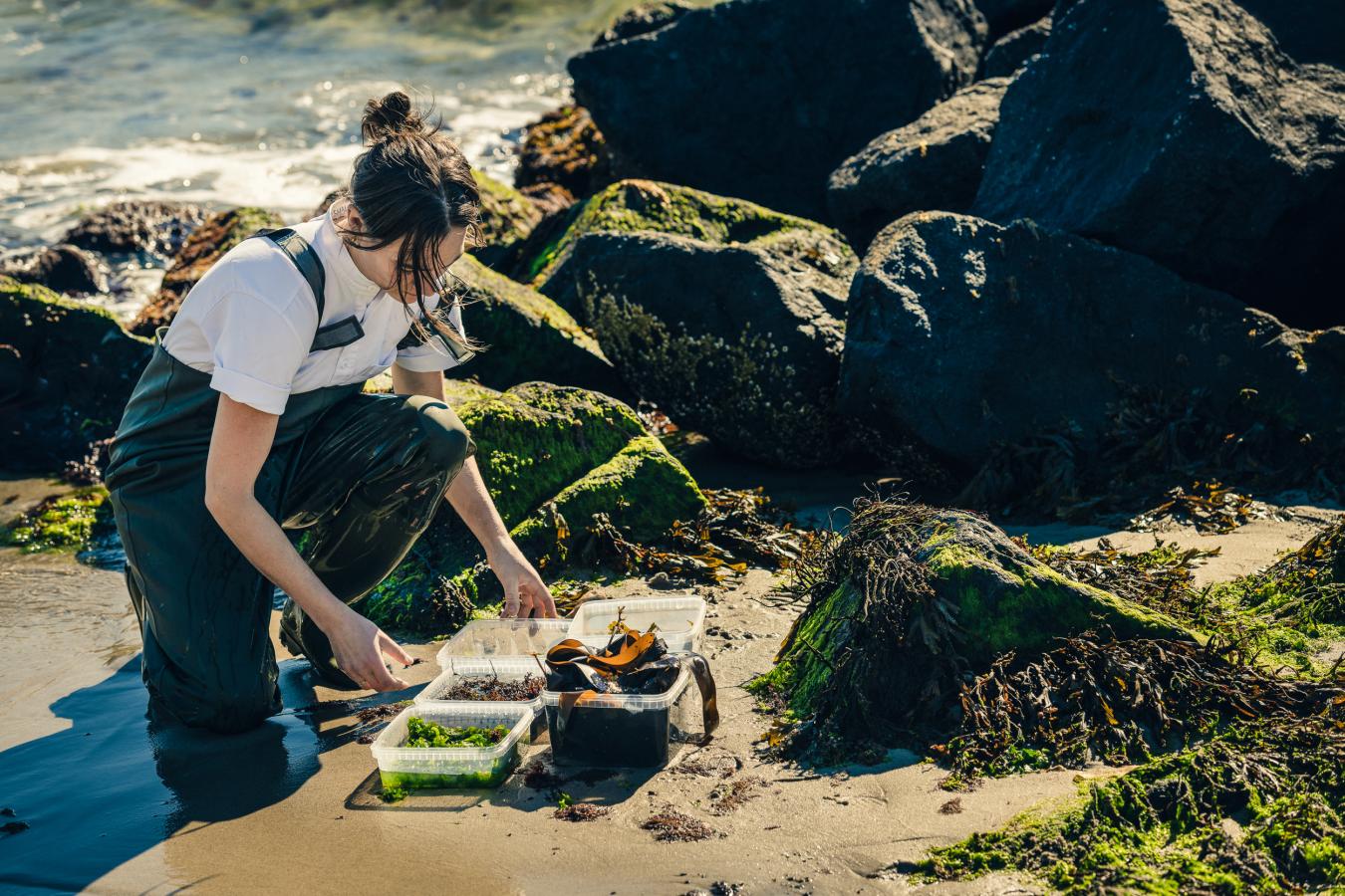 Mathilde from Restaurant Blink gathering seaweed by the beach in Skagen, North Jutland