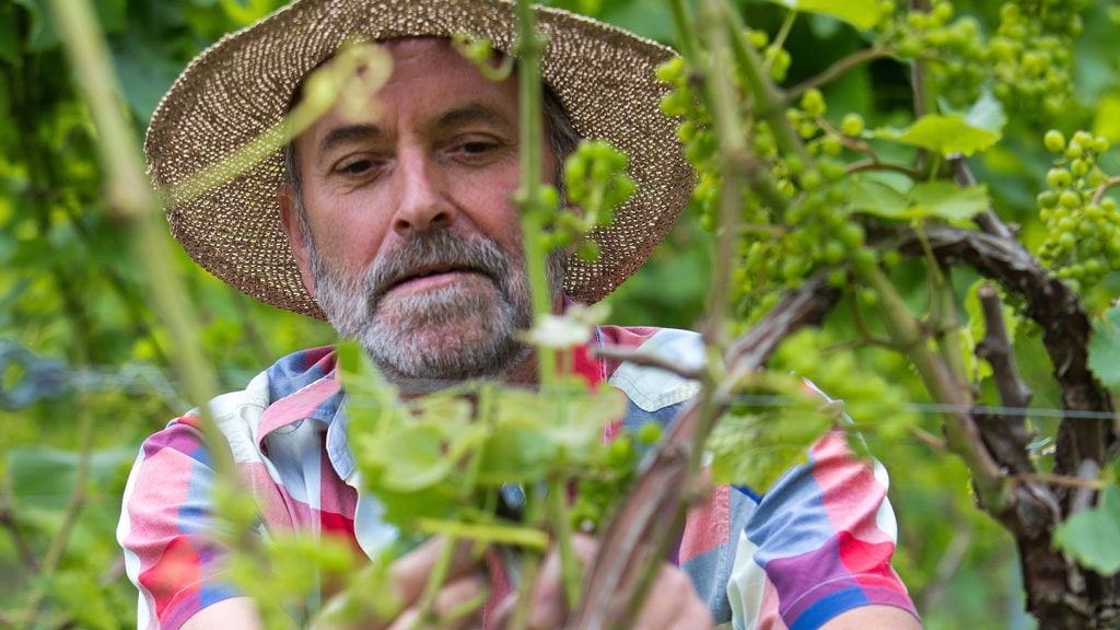 Skaarupøre Vinyard in Fyn