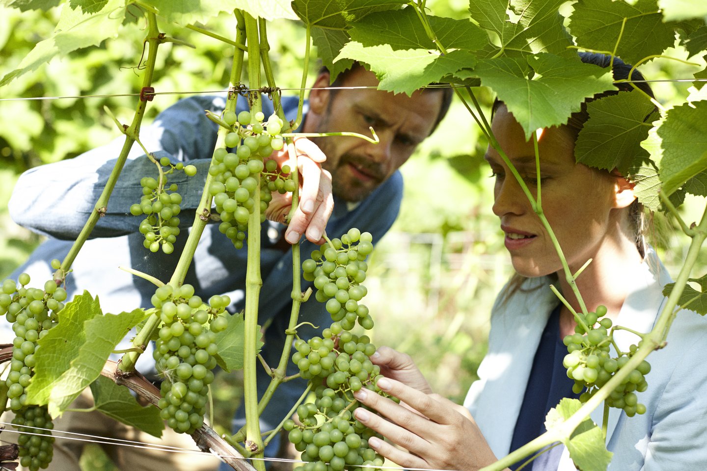 Par på Skaarupøre Vingaard ser på vinrankene