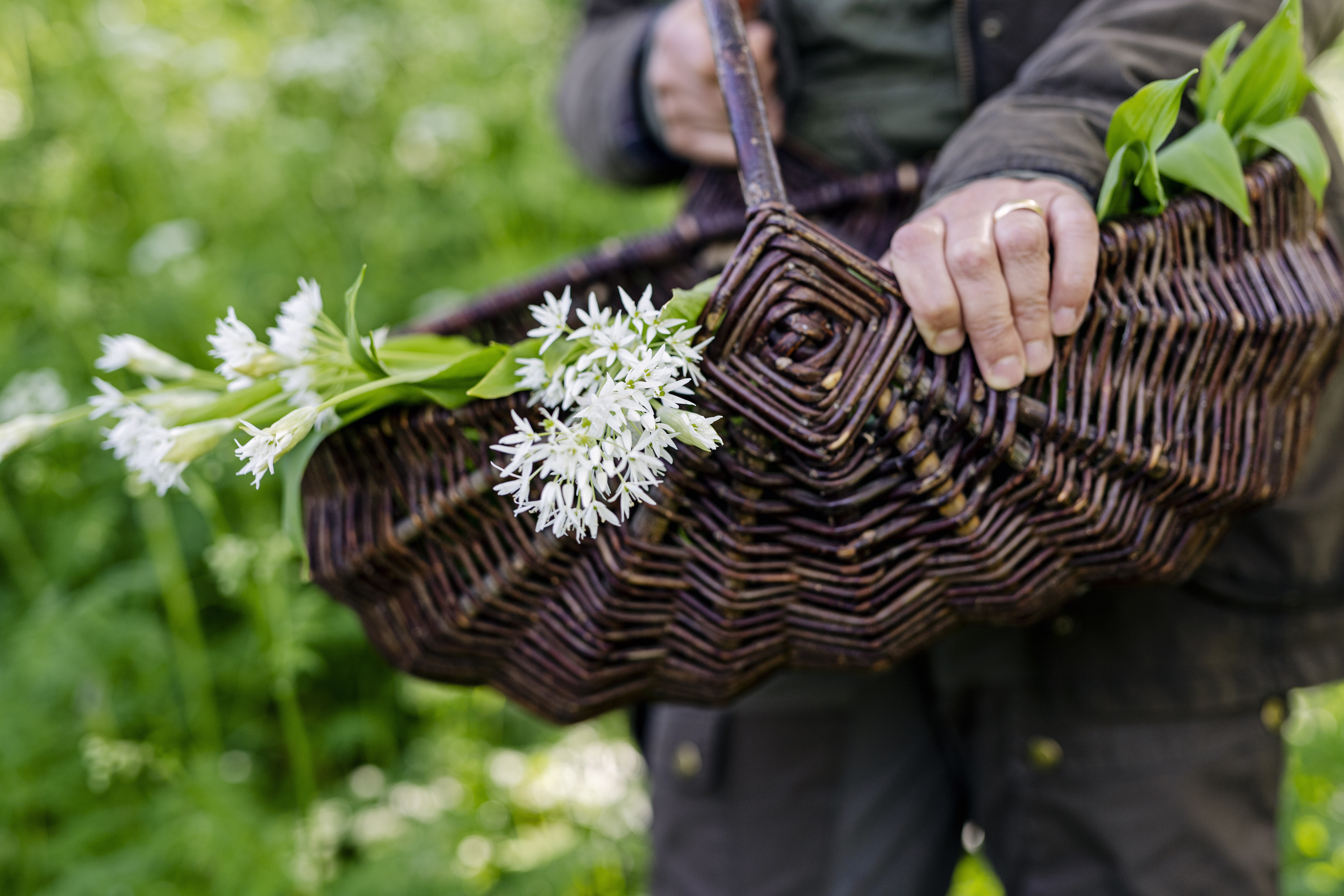 Photo of person picking ramsløg
