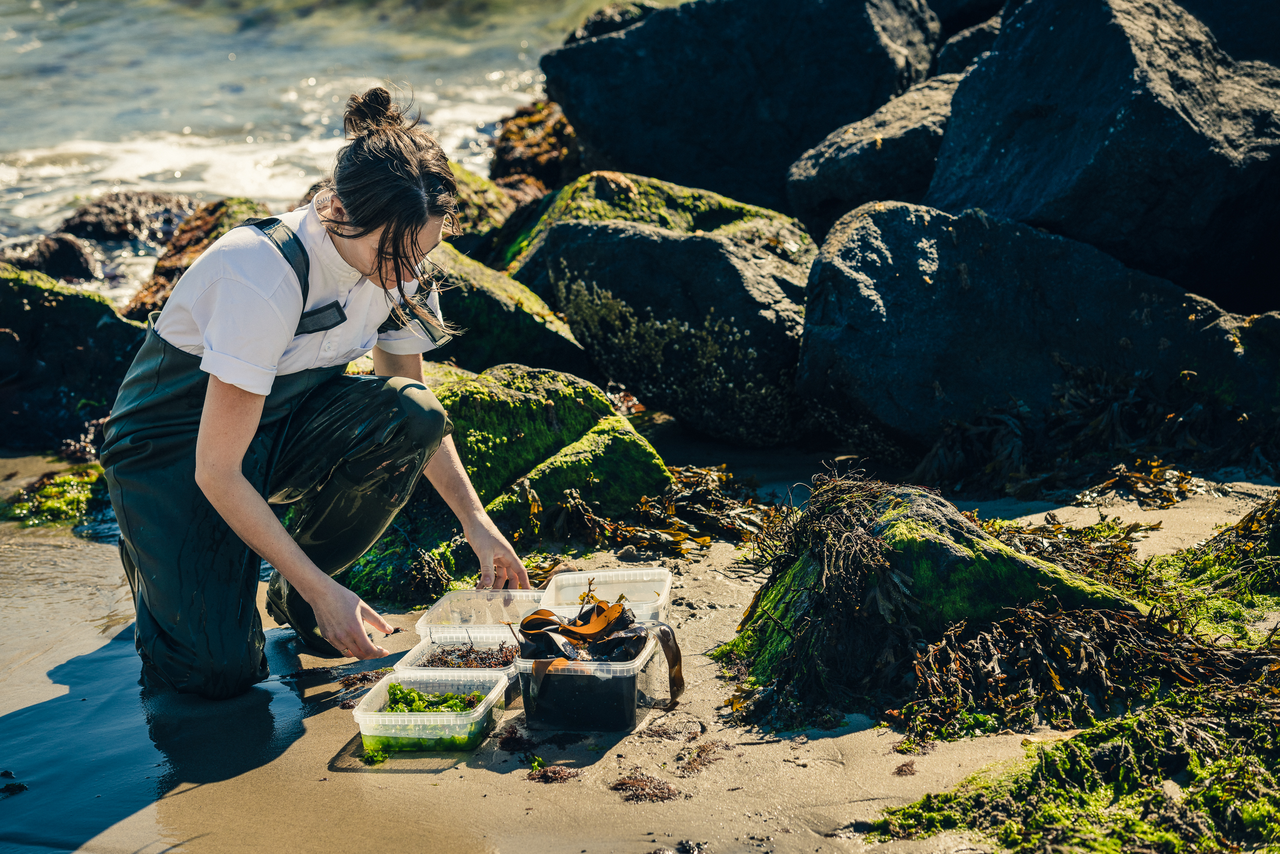 Mathilde foraging seaweed