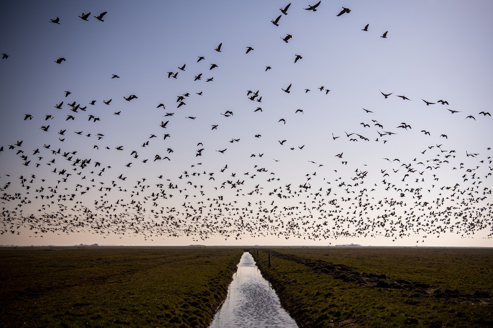 Picture of Tøndermarsken with many black birds flying around