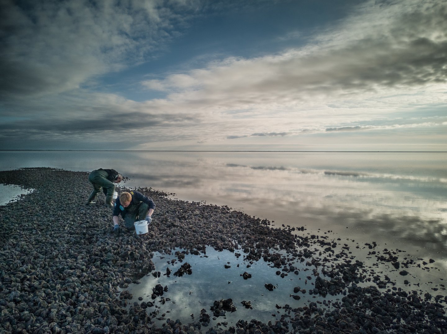 Oesters plukken tijdens een oestersafari in de Waddenzee in Denemarken