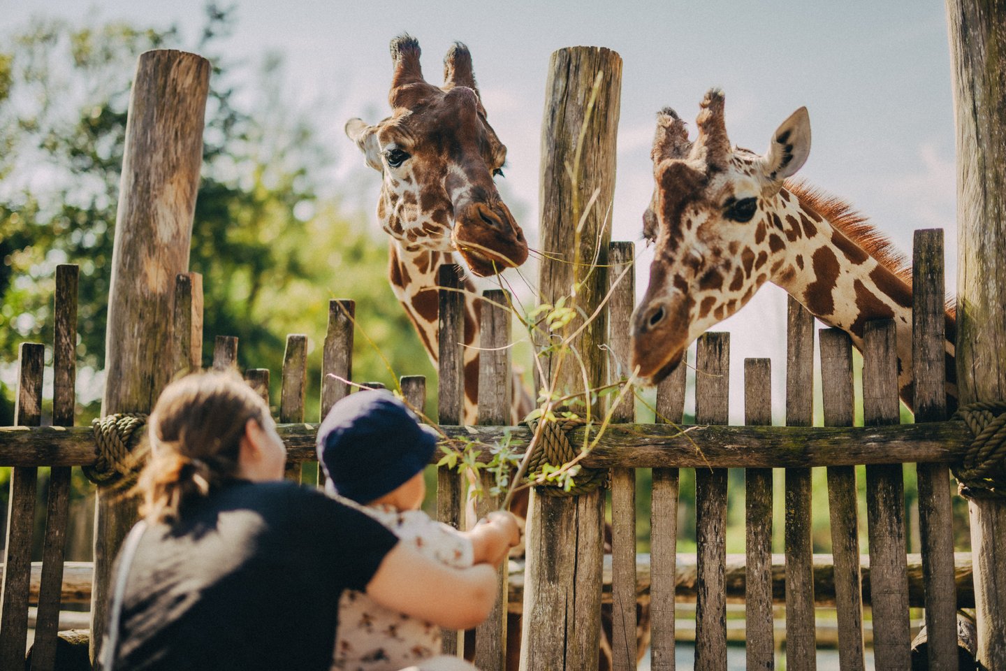 Giraffes in Odense Zoo on Fyn
