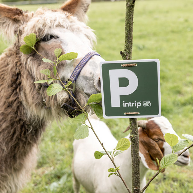 Ein bild von einem Esel und einer Ziege hinter einem Pintrip Platz Schild
