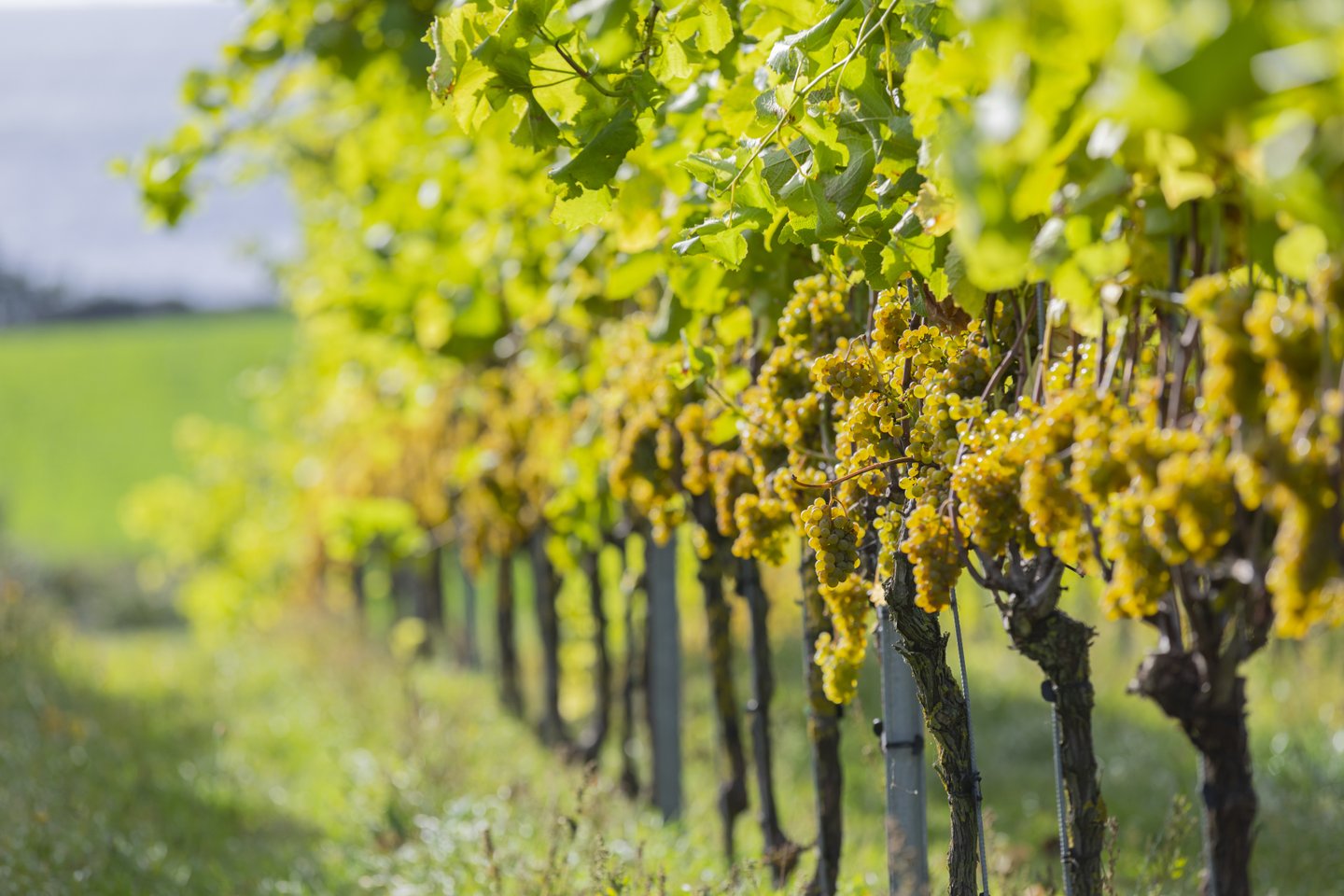 Vinranker på vingård i Danmark