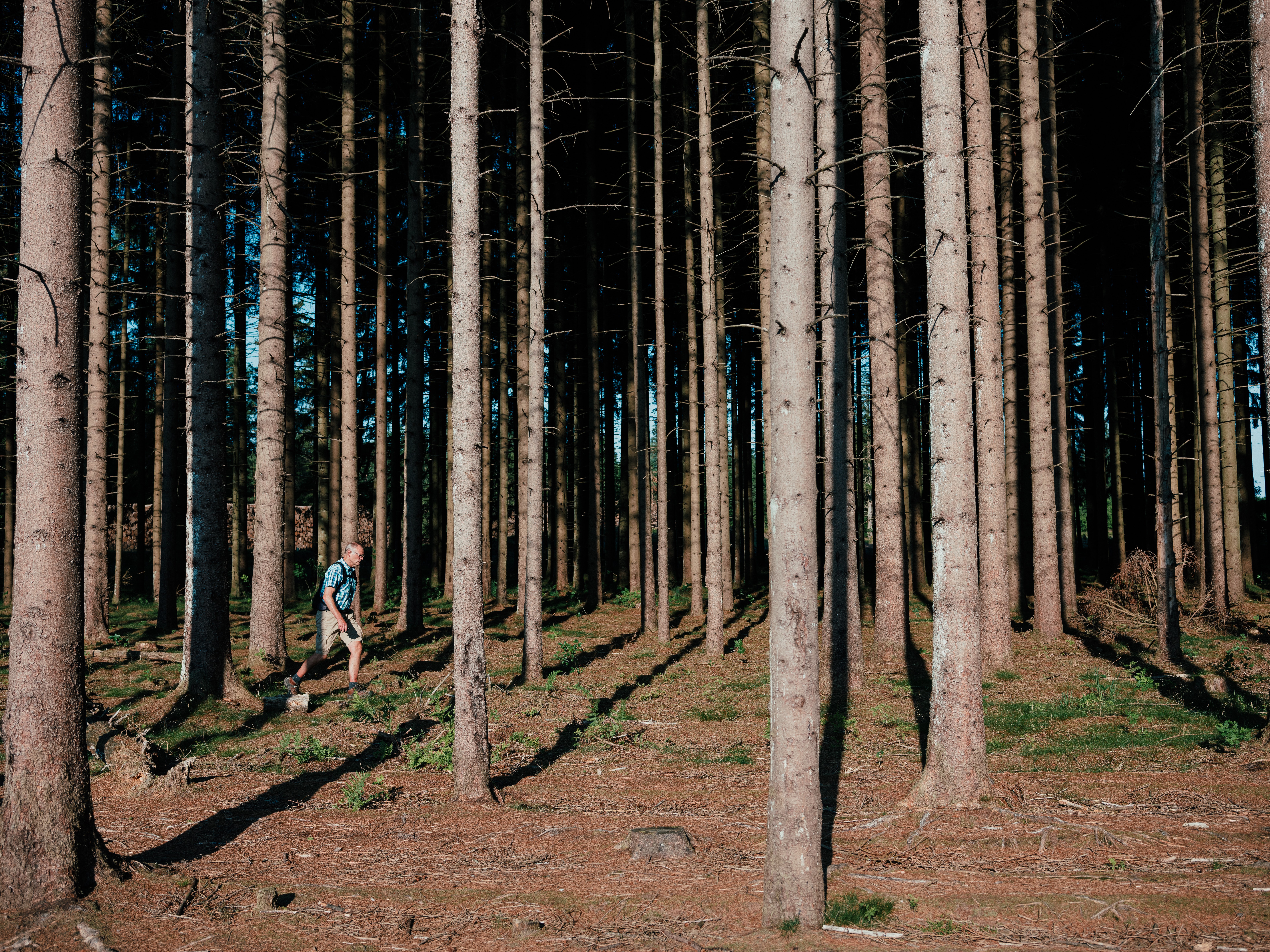 Man walking in the forest in Trekantområdet, Jutland