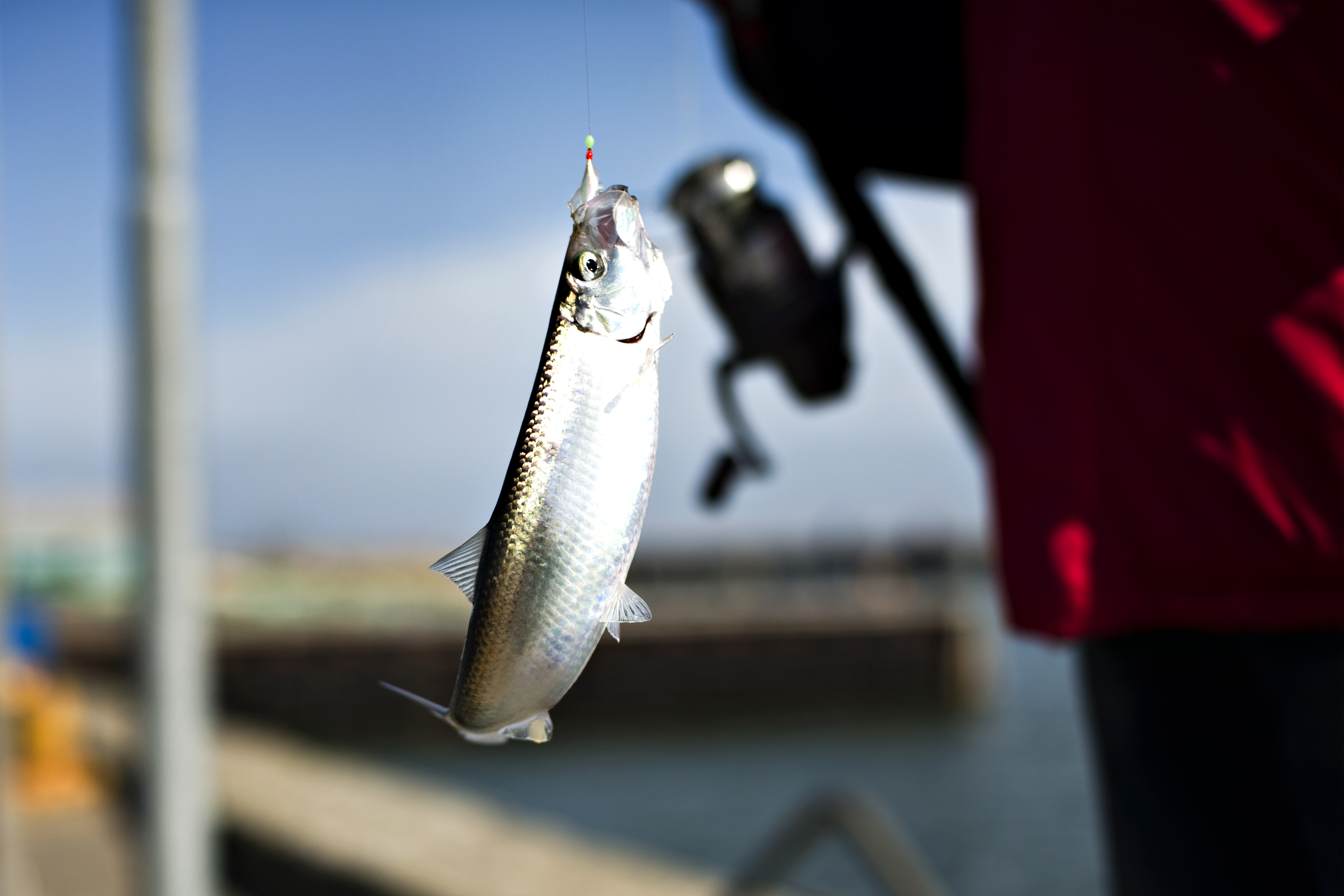 Bild von einem Hering