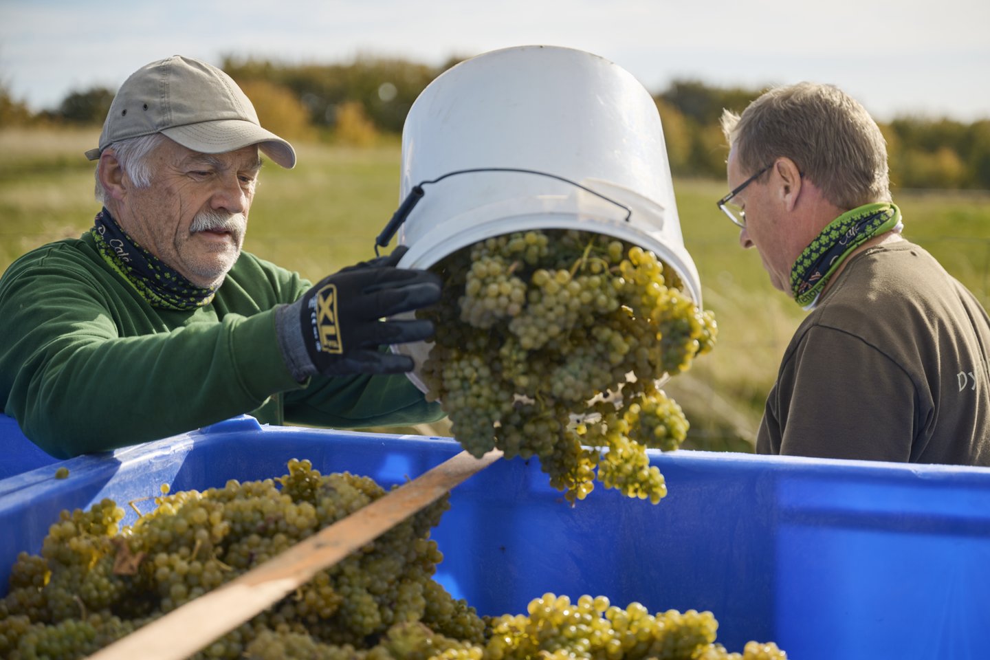 STUB Vingaard, Vineyard, Wine Country Røsnæs. West Zealand