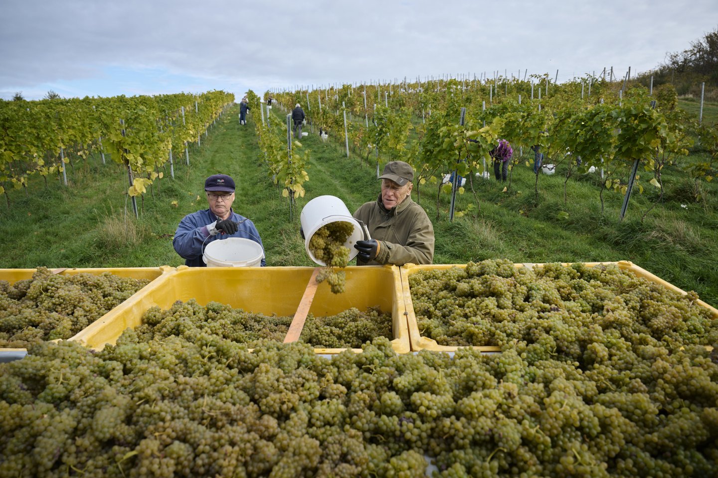  STUB Vingård på Røsnæs Vestsjælland
