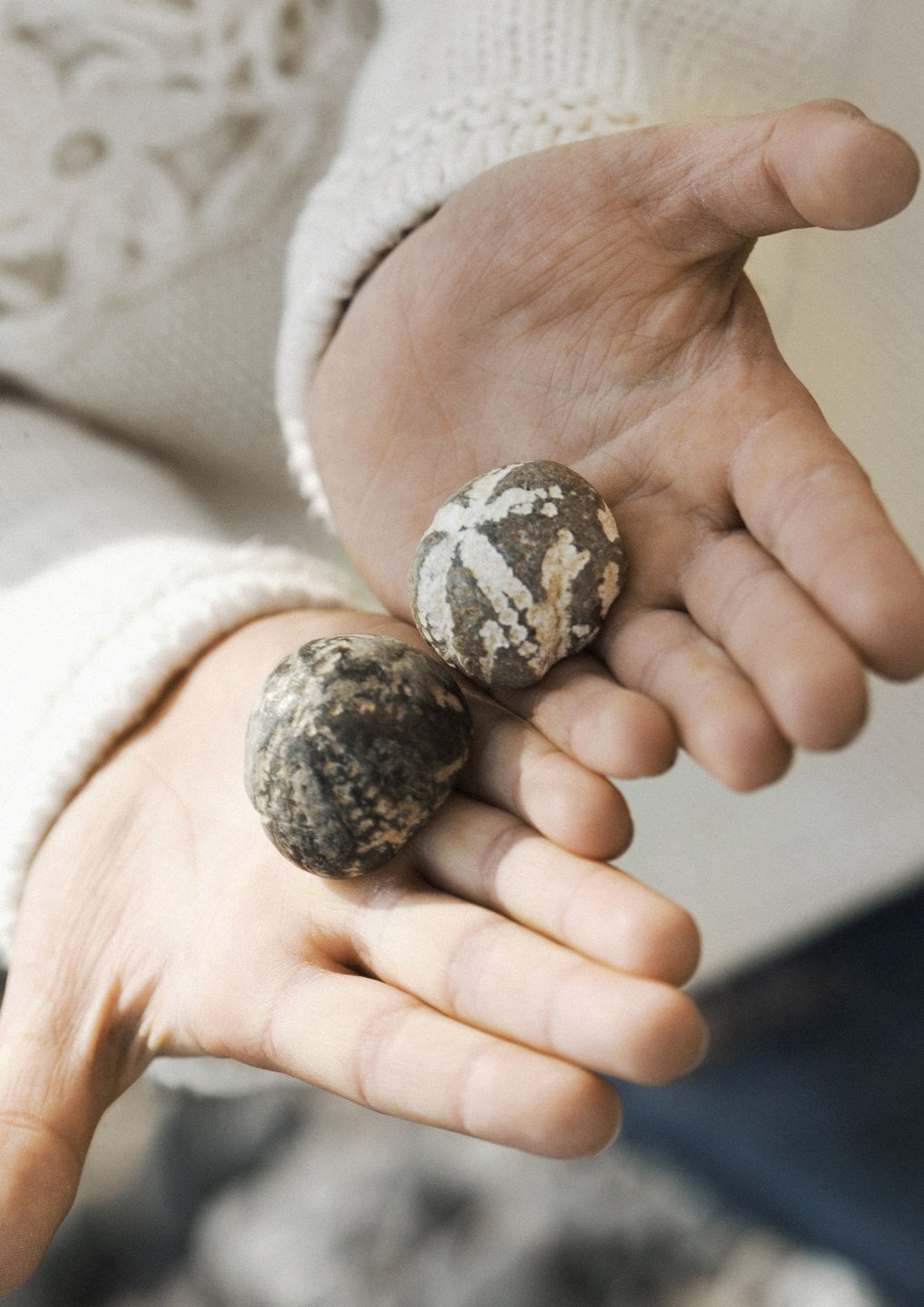 Auf dem Bild sind zwei Fossilien zu sehen 