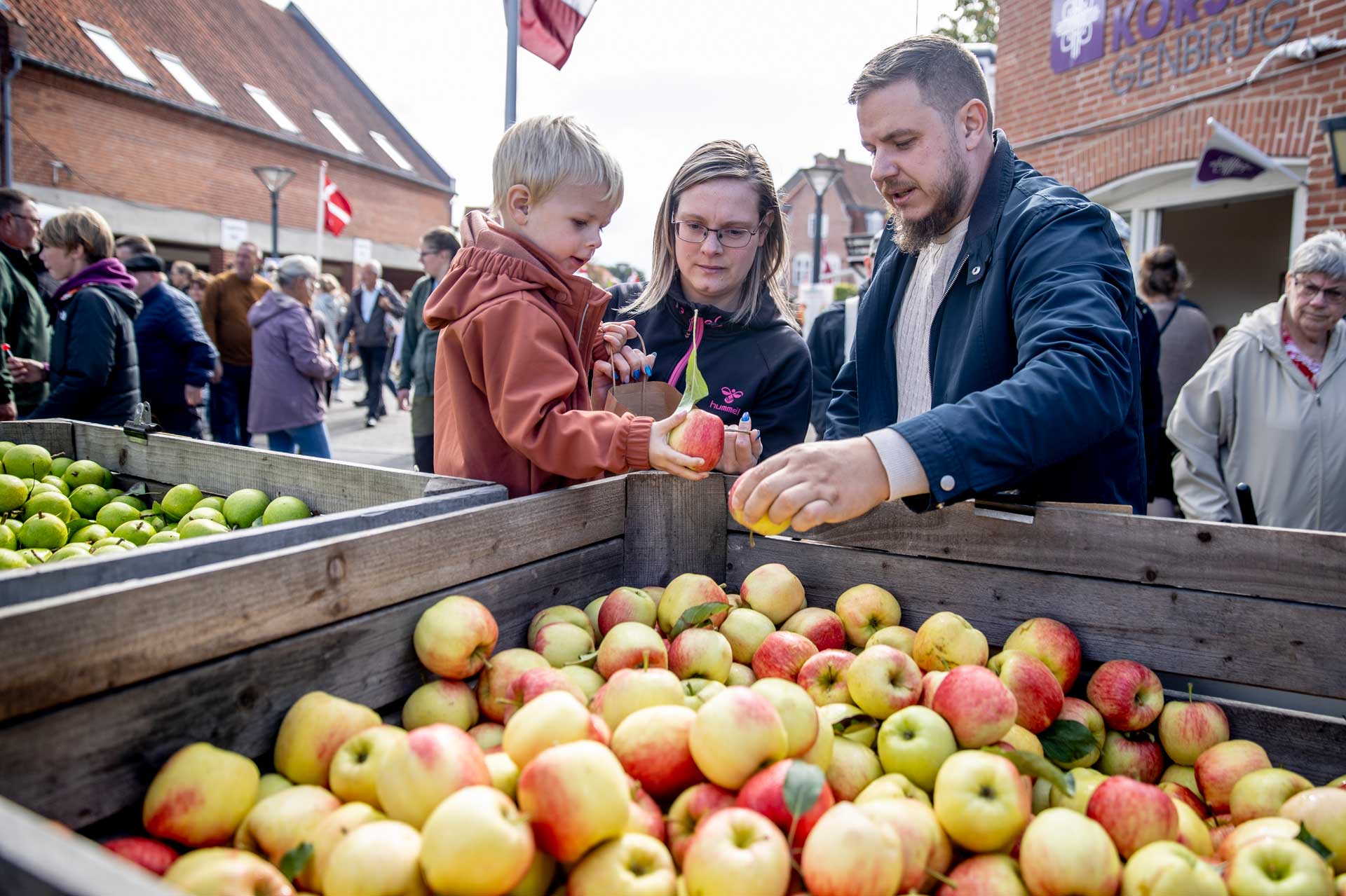 Eine kleine Familie, bestehend aus Mutter, Vater und Kind, sucht und sortiert Äpfel für das Lolland-Obstfest. 