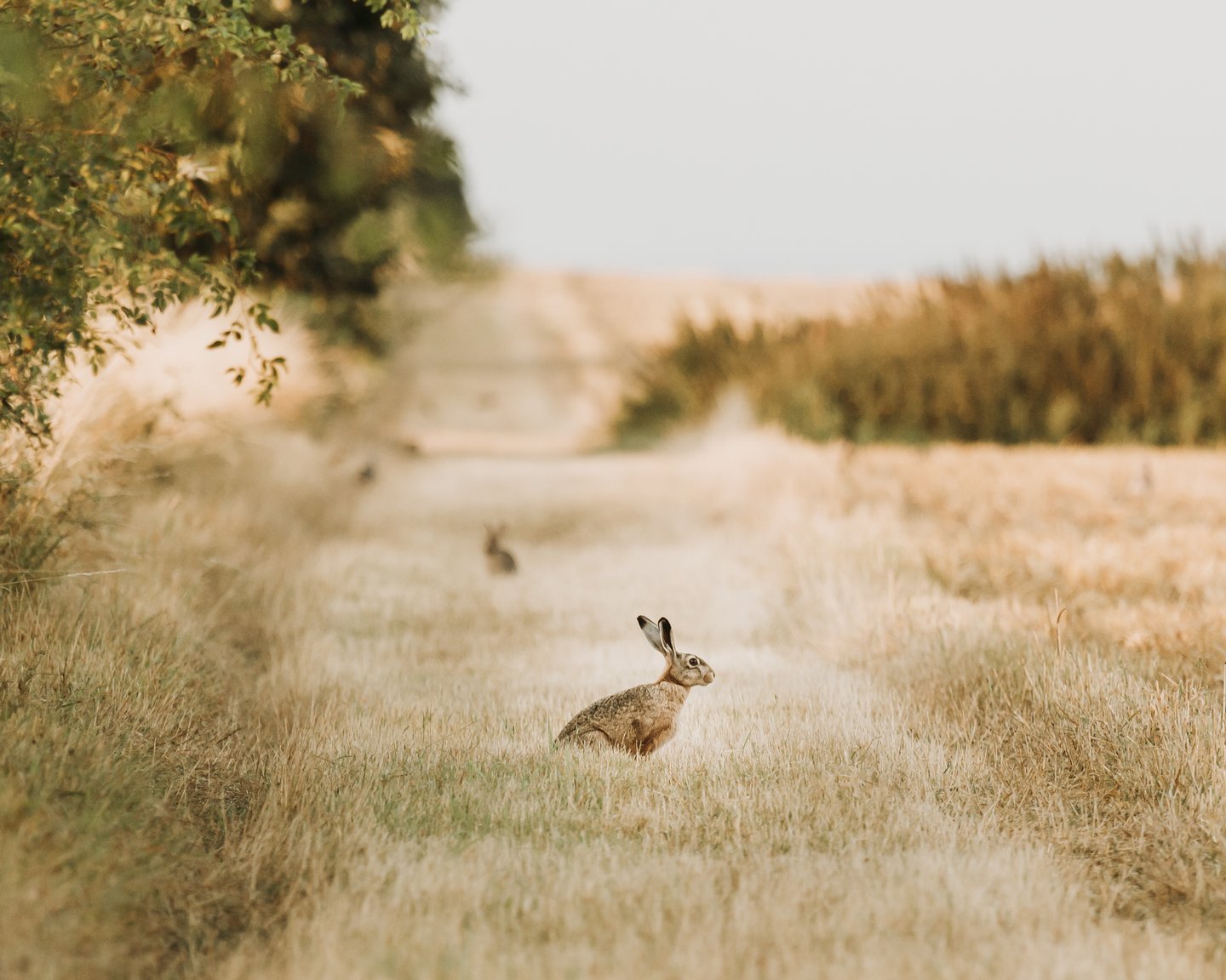 Wilde konijnen op de Kanino wandelroute op Endelave