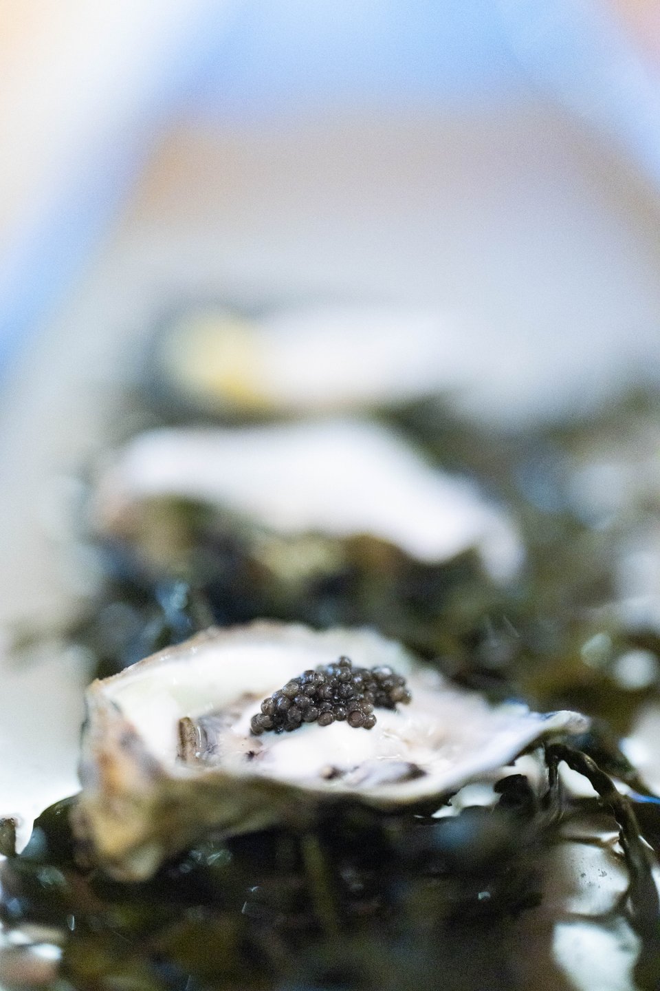 Oesters in de Limfjord in Denemarken