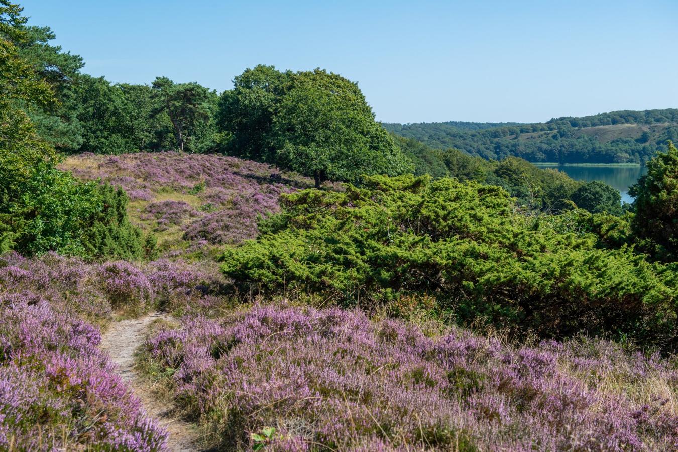 Dollerup bakker og Hald innsjø ved Viborg, Aarhusregionen