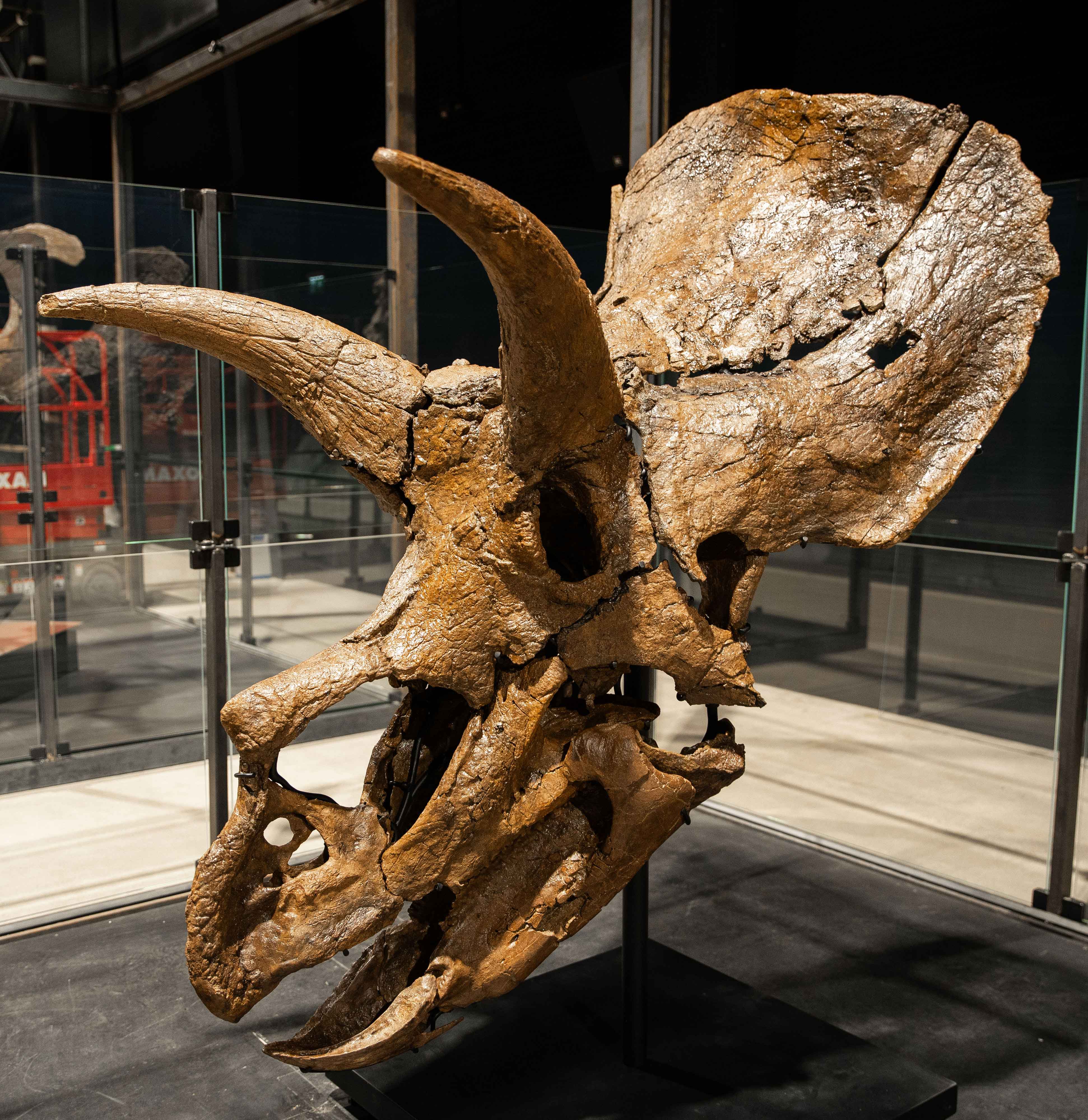 Ein Bild von einem Kranium von einem Triceratops Dinosaurier