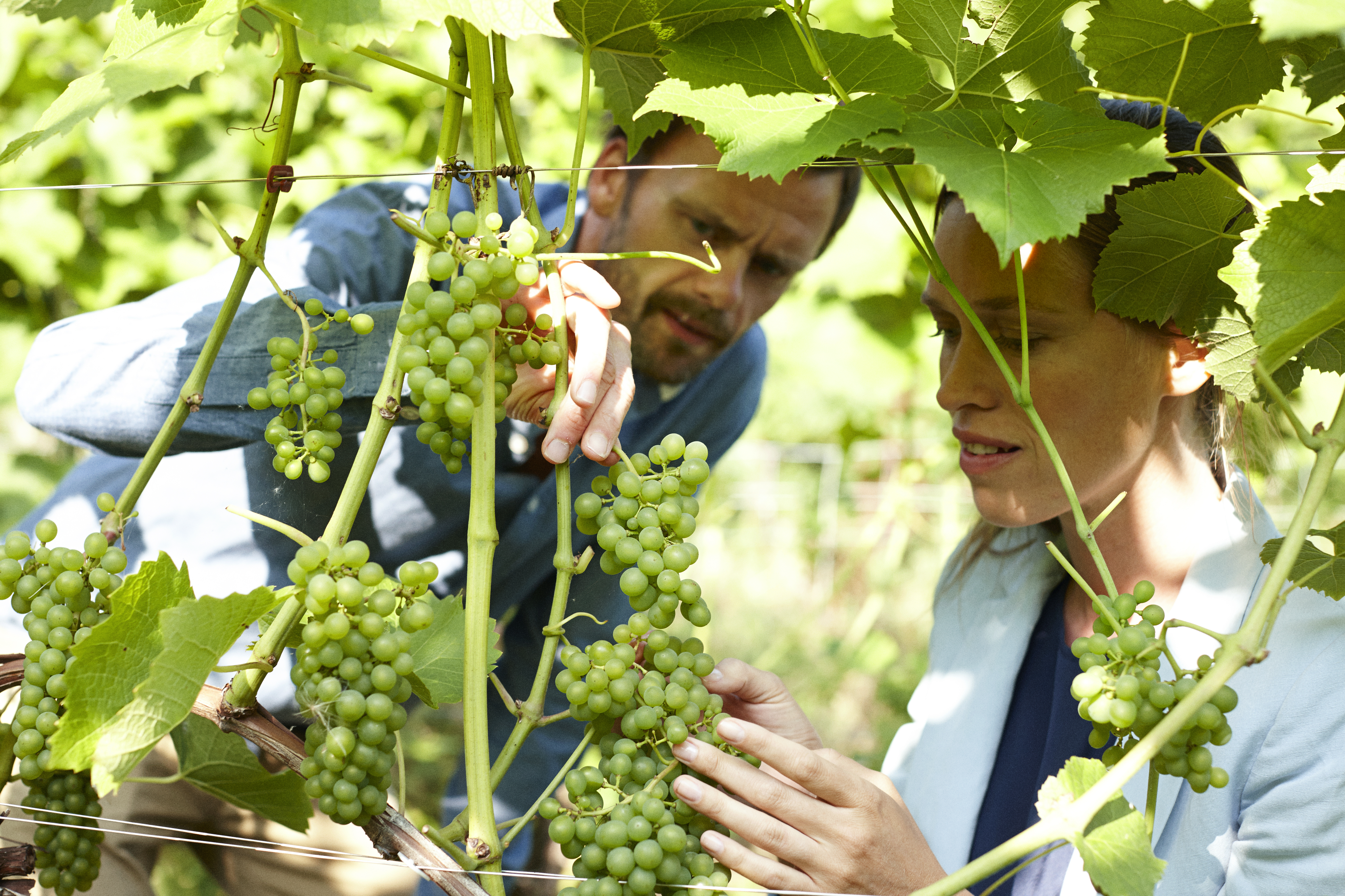 Skårupøre Vingård