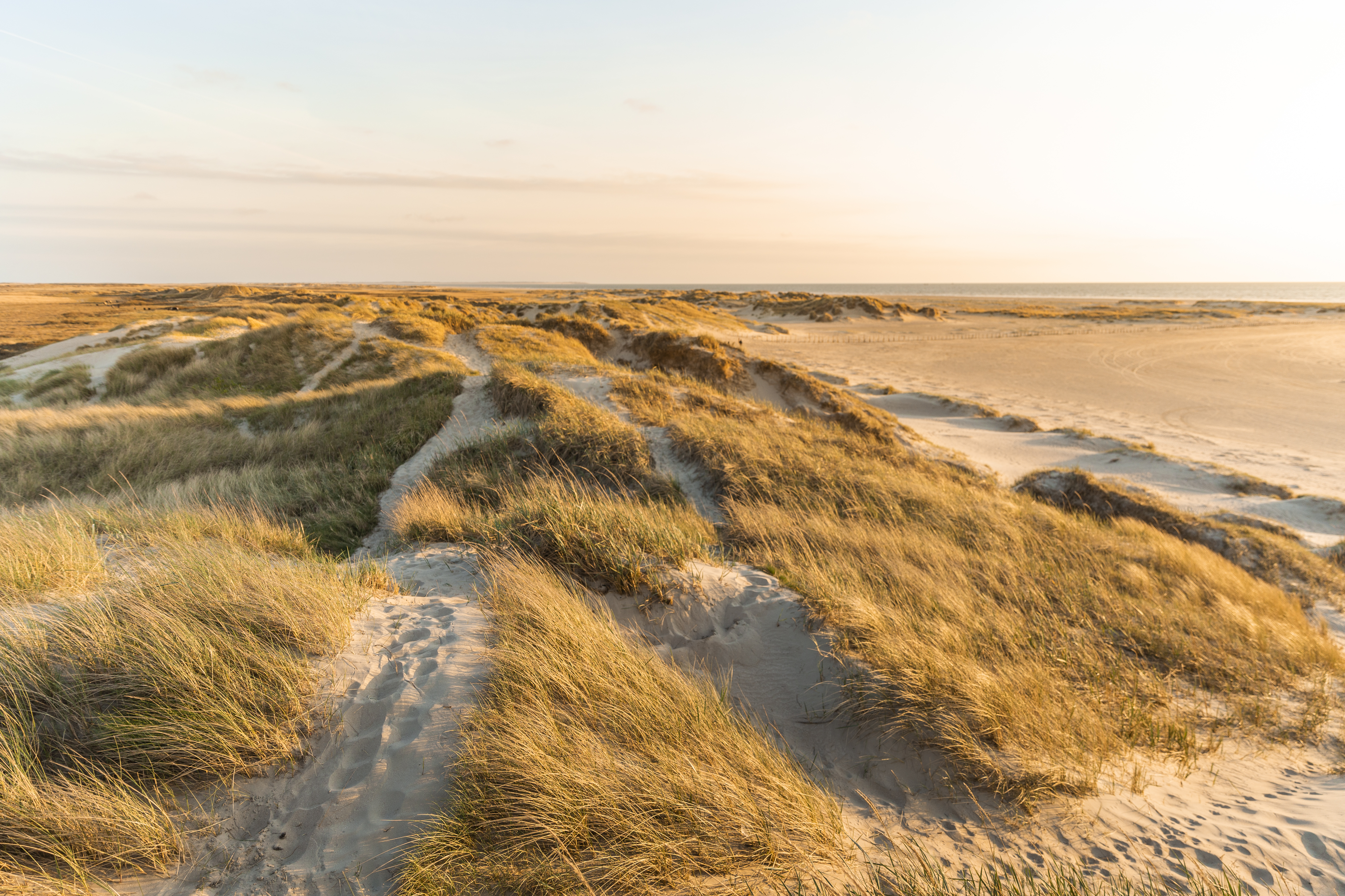 Ein Bild von dem Strand auf Rømø mit den Dünen und dem Meer