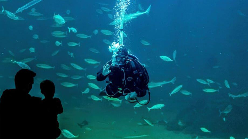 Dykker vinker til familie ved Nordsøen Ocenarium i Hirtshals