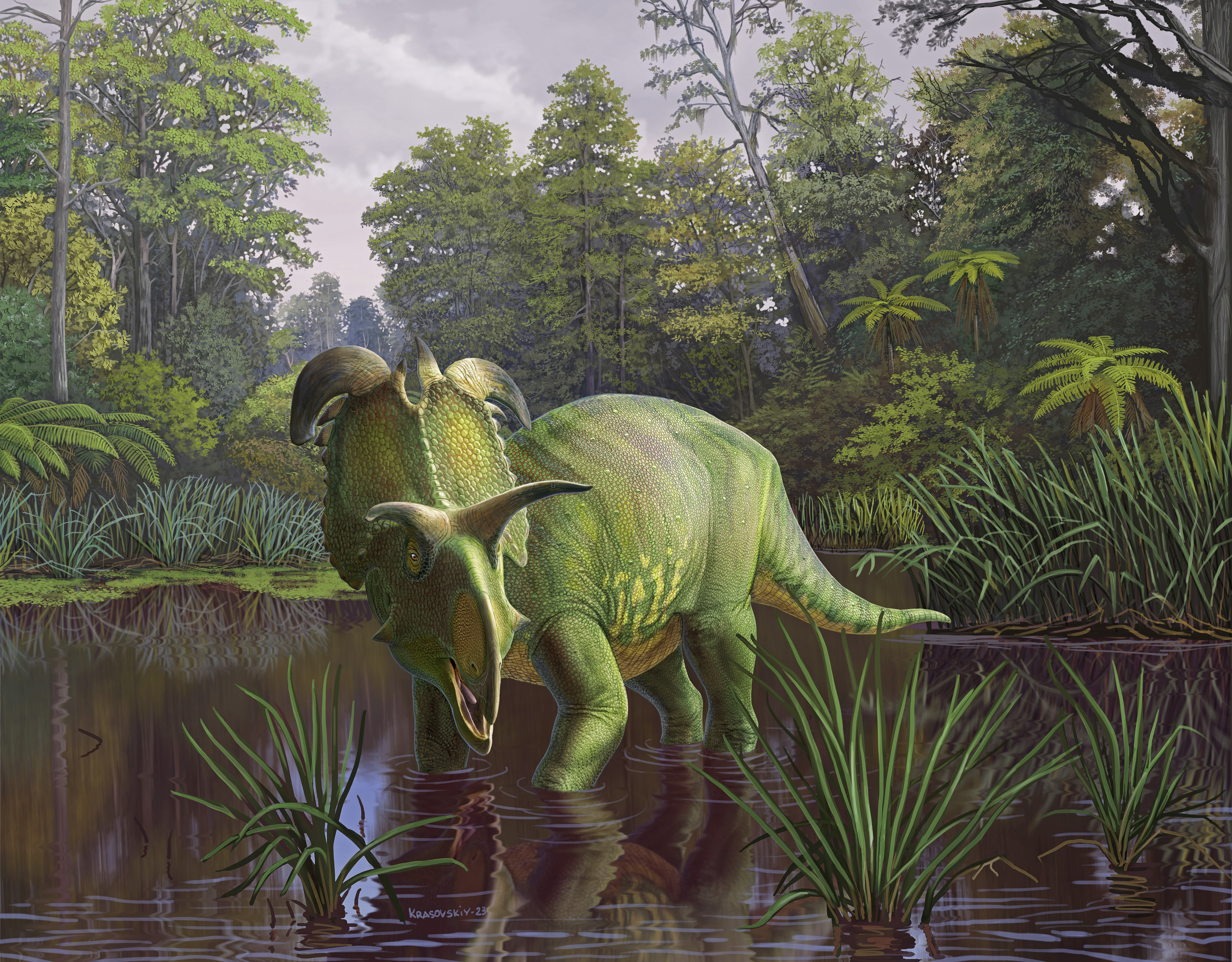 Reconstruction of Lokiceratops in the 78-million-year-old swamps of northern Montana, USA.