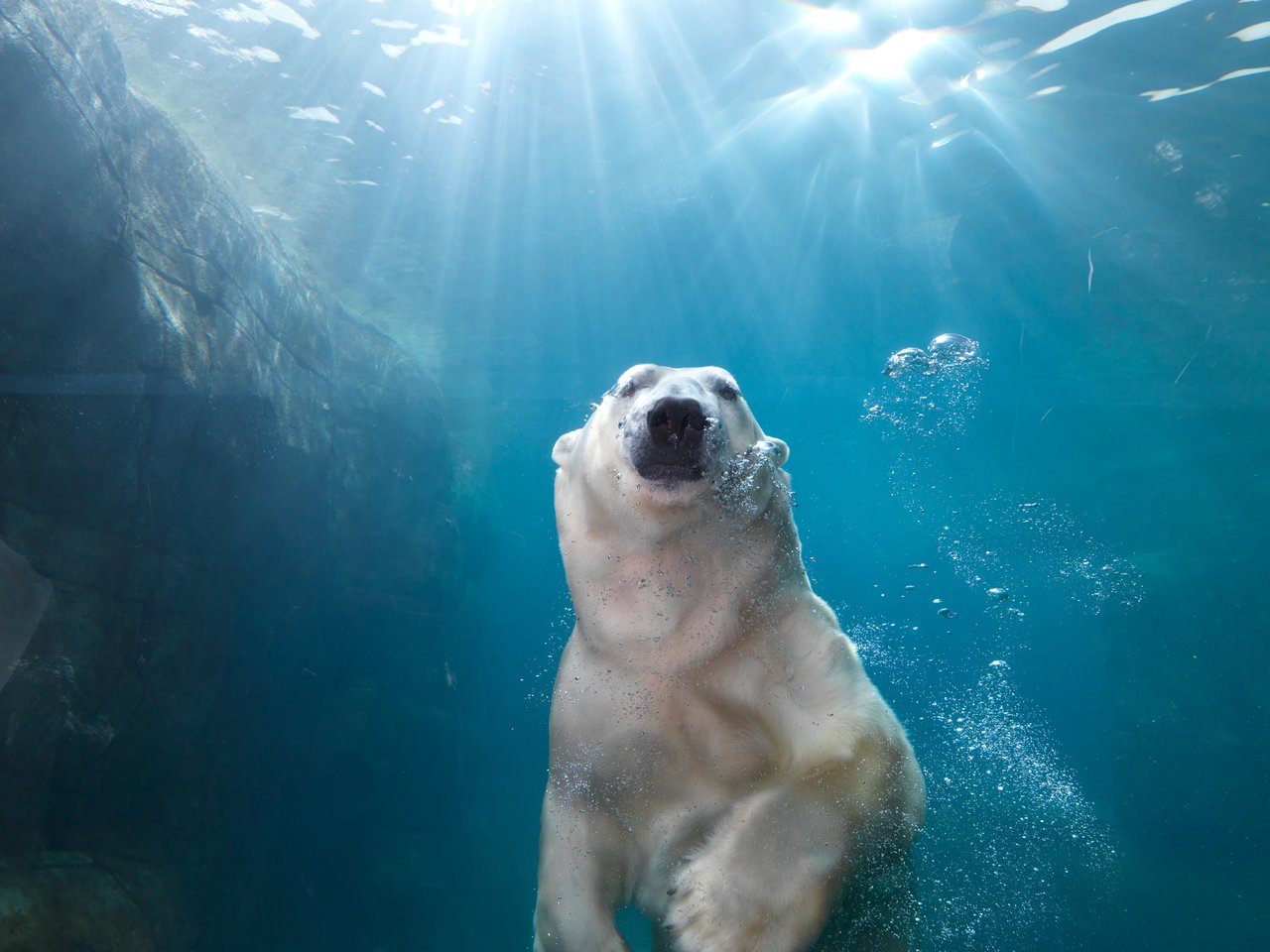 Een ijsbeer kijkt bezoekers aan in Copenhagen Zoo in Kopenhagen