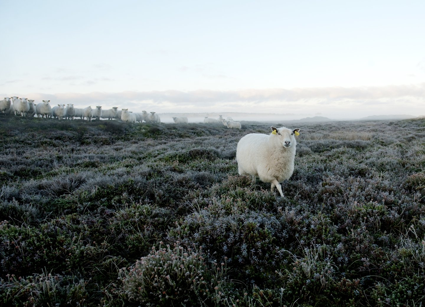 Schapen in de ochtendmist in Thy Nationaal Park in Denemarken
