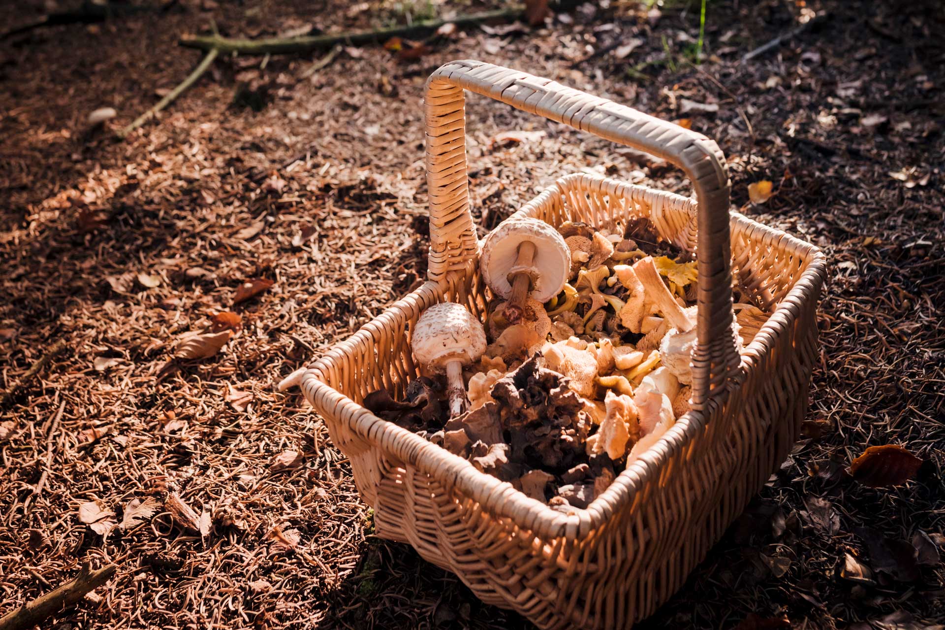 Ein Bild von einem Korb gefüllt mit leckeren Pilzen