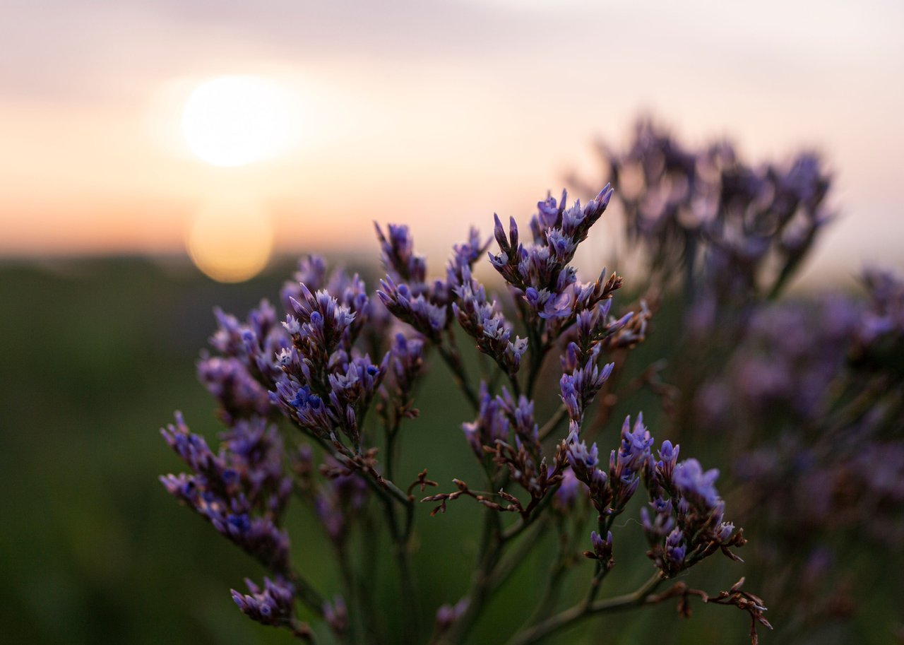 Blomst på Mandø ved Vadehavet