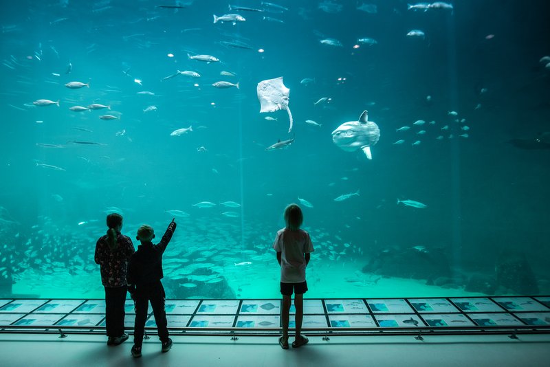 Nordsøen oceanarium