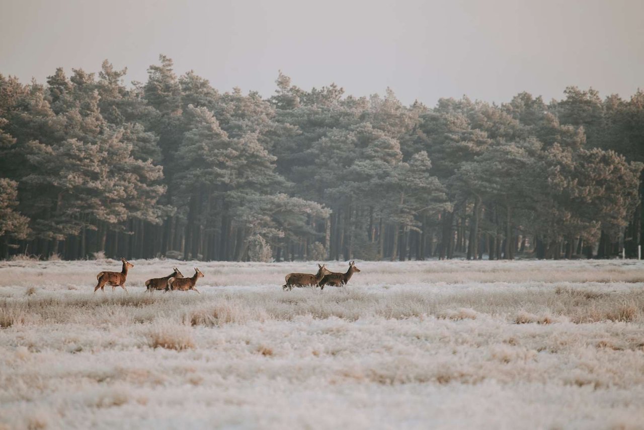 Herten aan de Deense Noordzee in de Vesterhavet regio