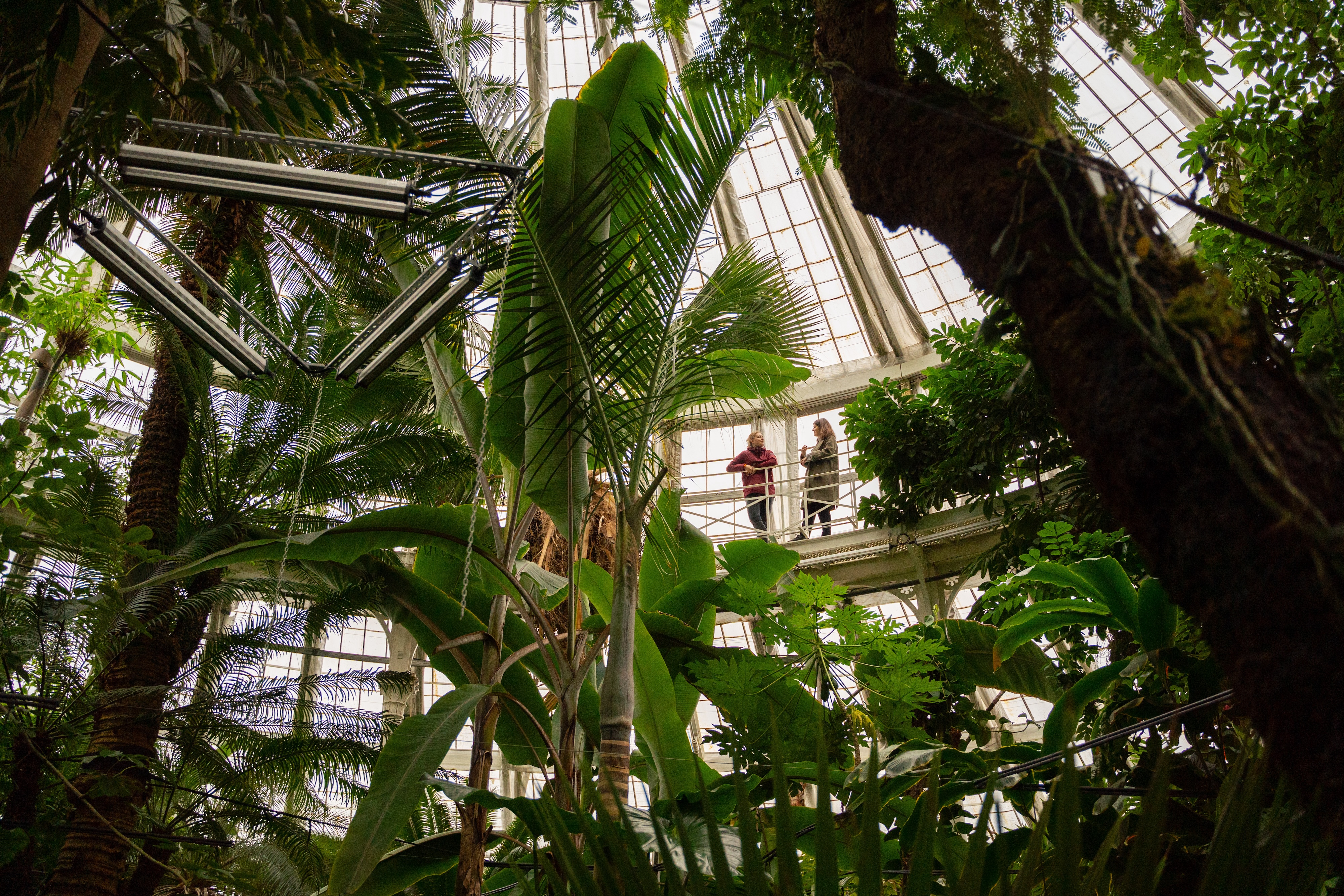 Inside the palm tree greenhouse in botanical gardens