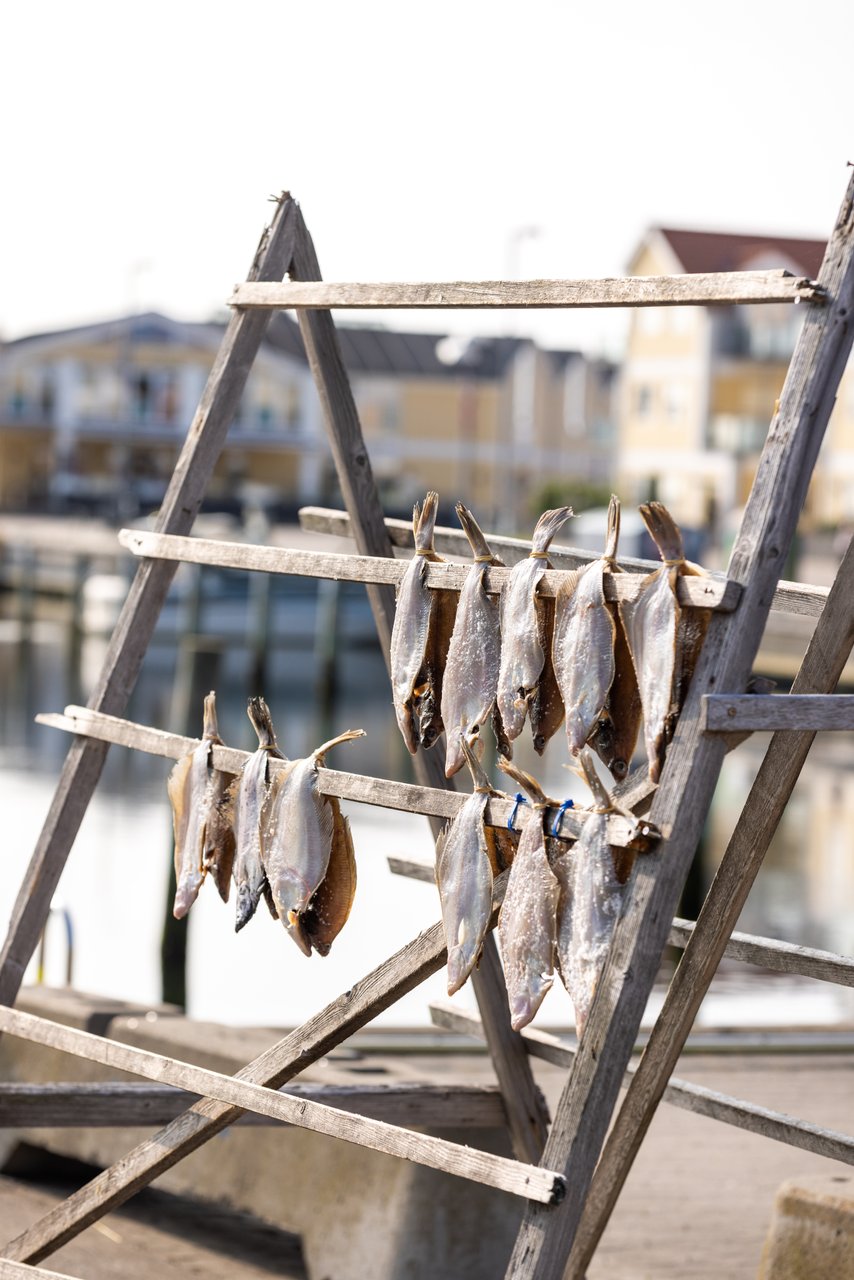 Verse vis hangt te drogen in Noord-Jutland in Denemarken
