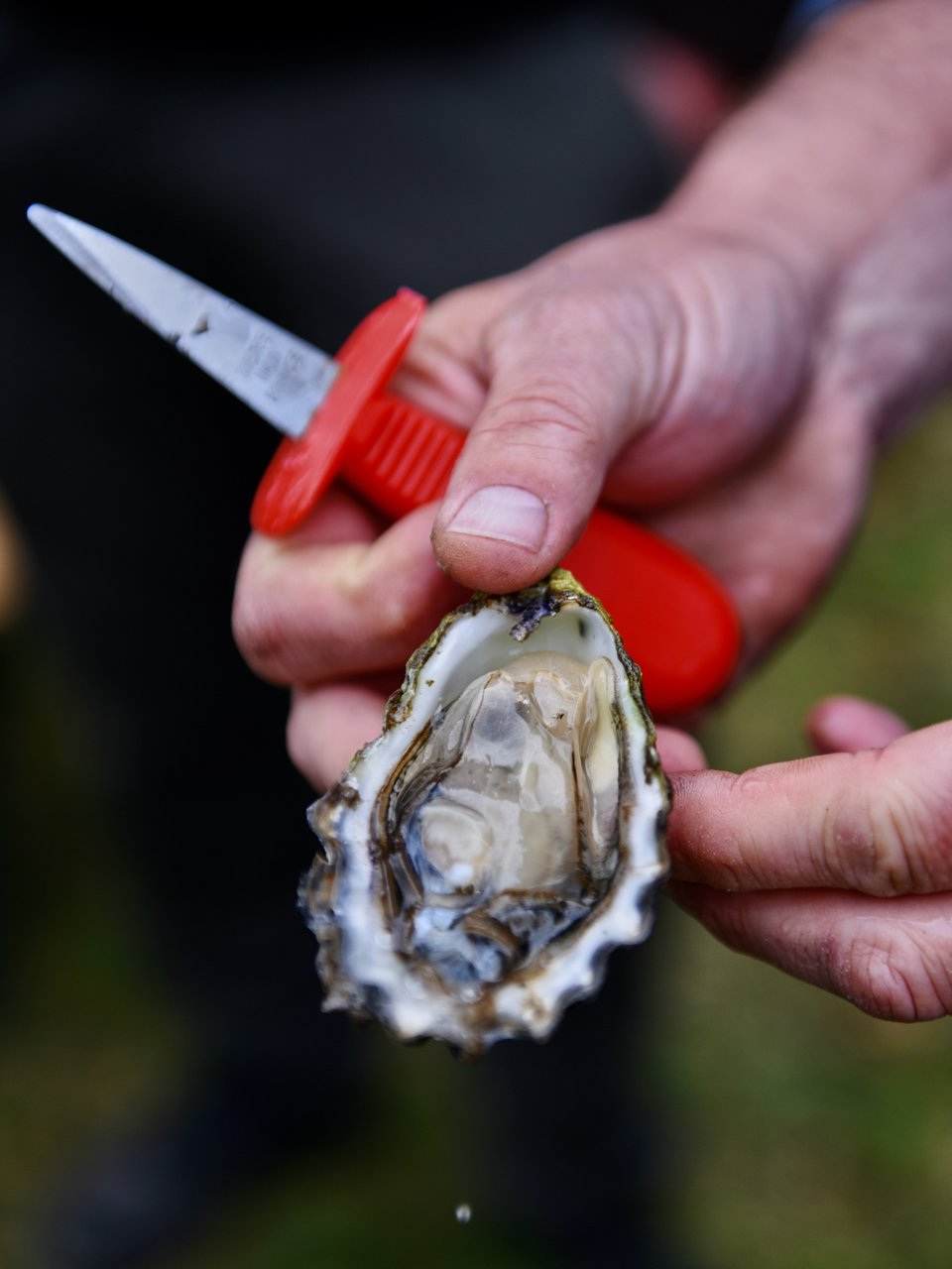Een verse oester wordt getoond tijdens een oestersafari in het Deense Limfjord