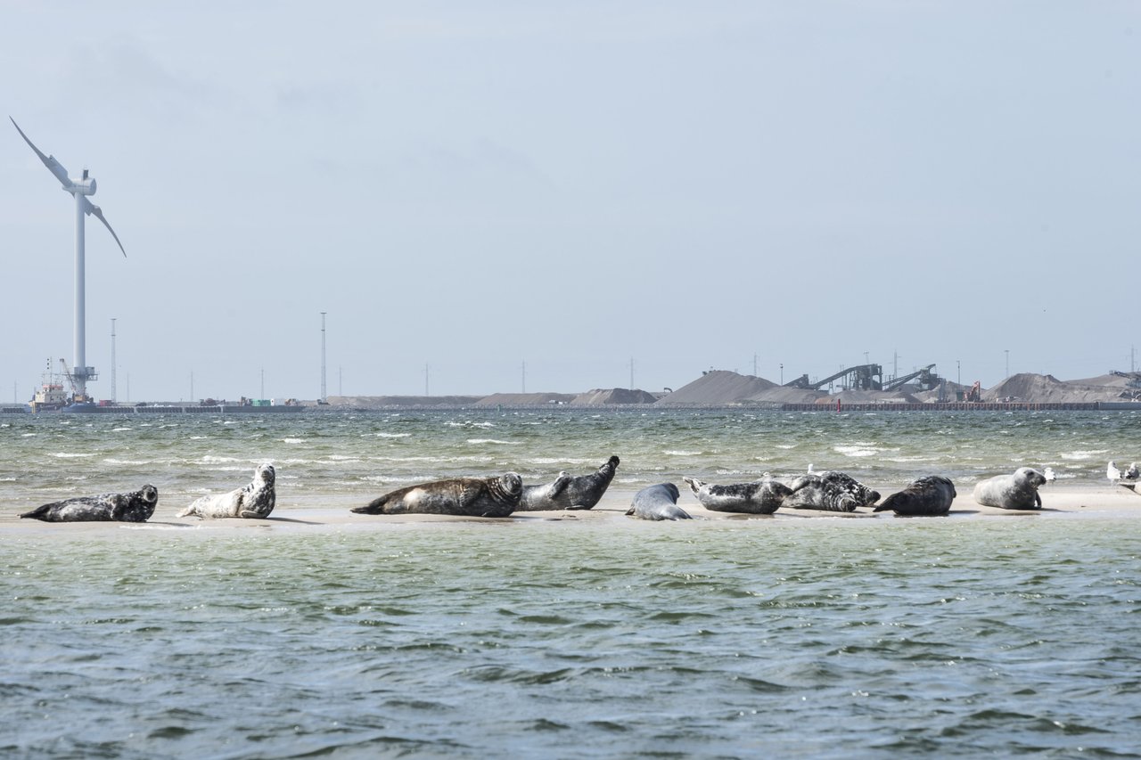 Zeehonden in het Limfjord in Denemarken