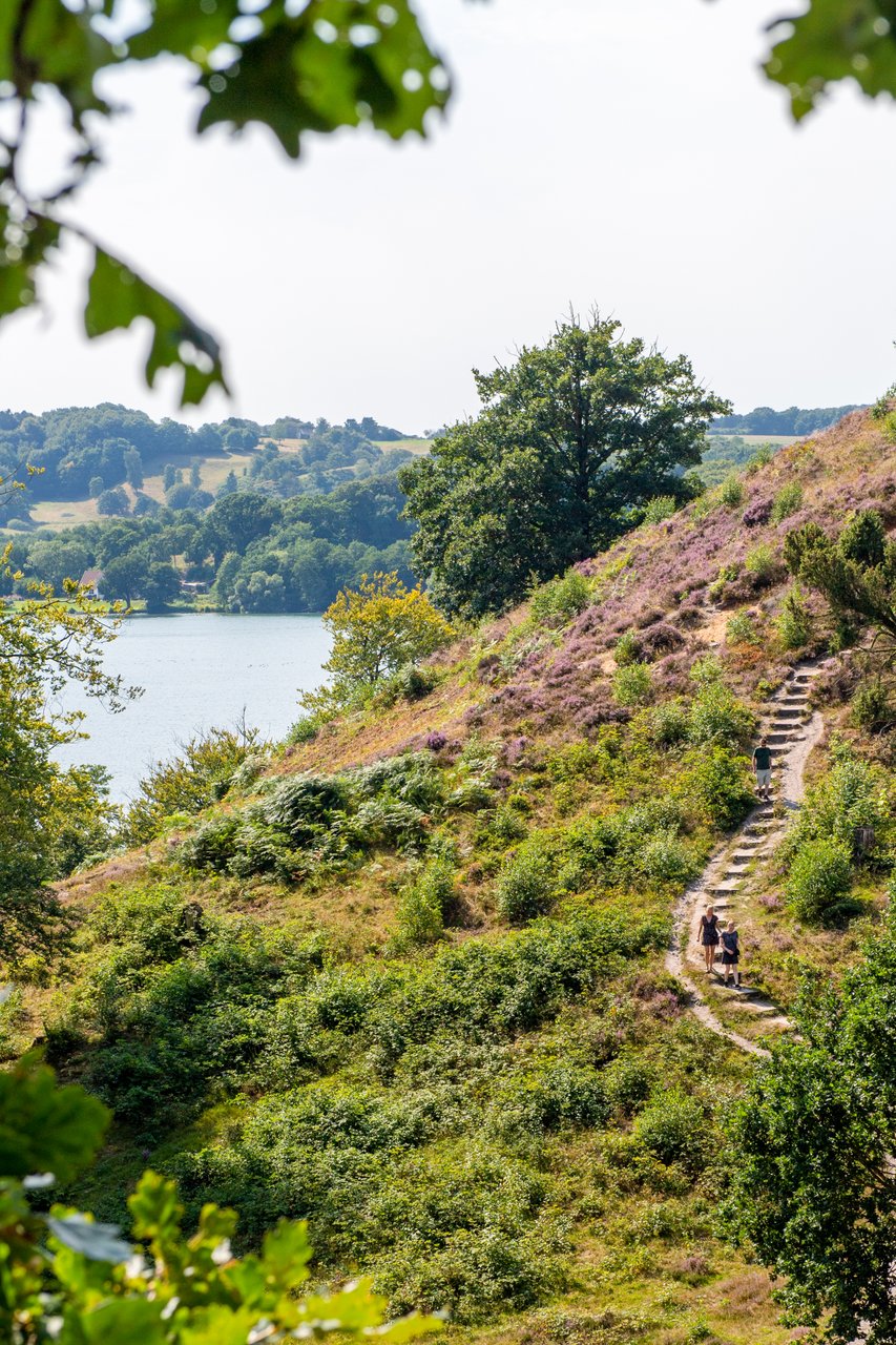 Wandelaars verkennen Dollerup Bakker in de Aarhus Regio in Denemarken