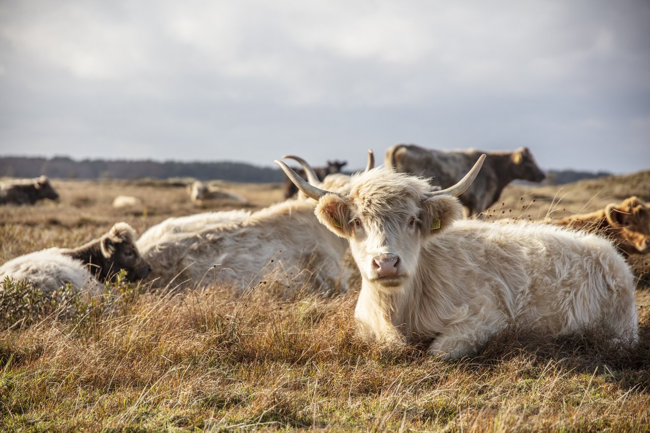 Grazers op het eiland Læsø in Noord-Jutland, Denemarken