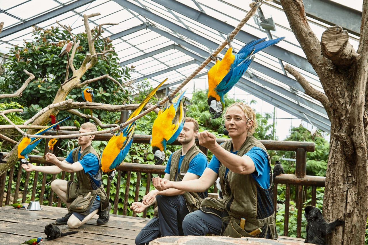 Workers at Jesperhus Feriepark sitting with colourful parrots