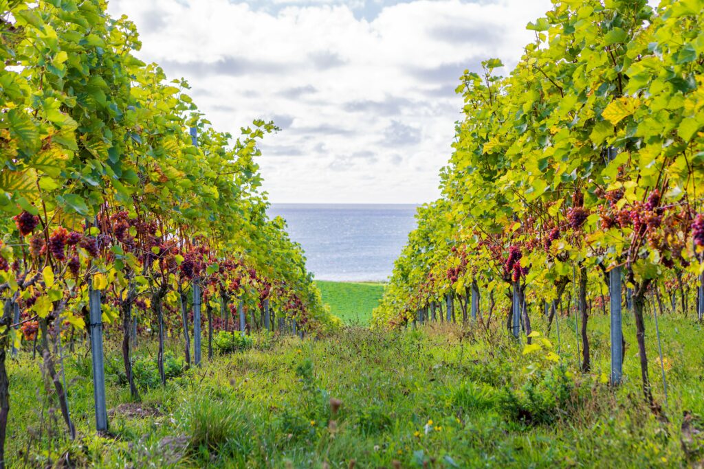 Wine at Røsnæs in West Zealand