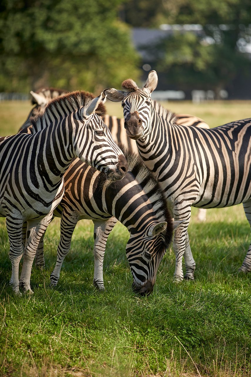 Zebra's in het Knuthenborg Safaripark in Denemarken