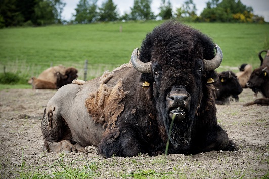 A bison oxe lying on grass