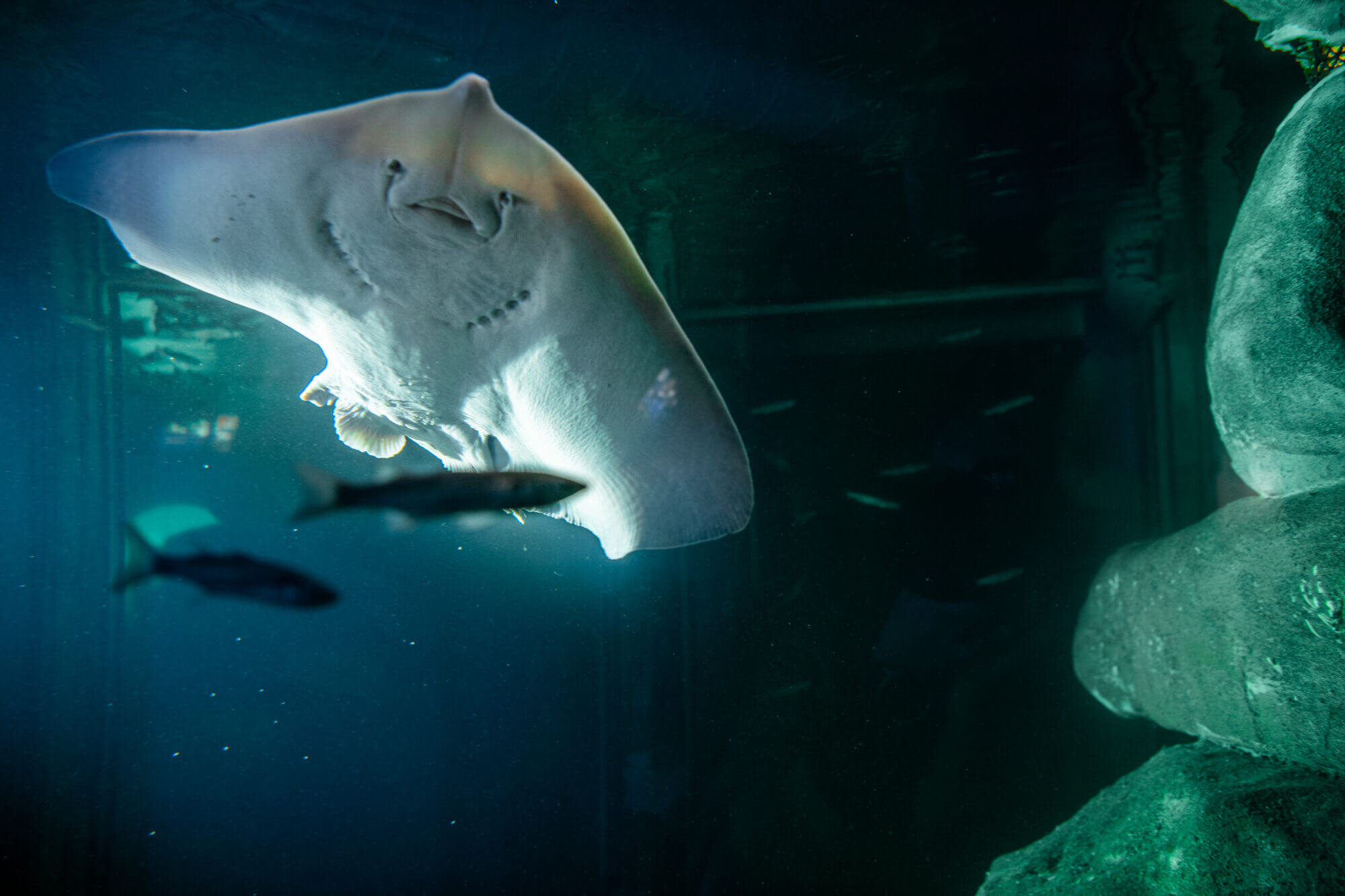 A stingray in an aquarium